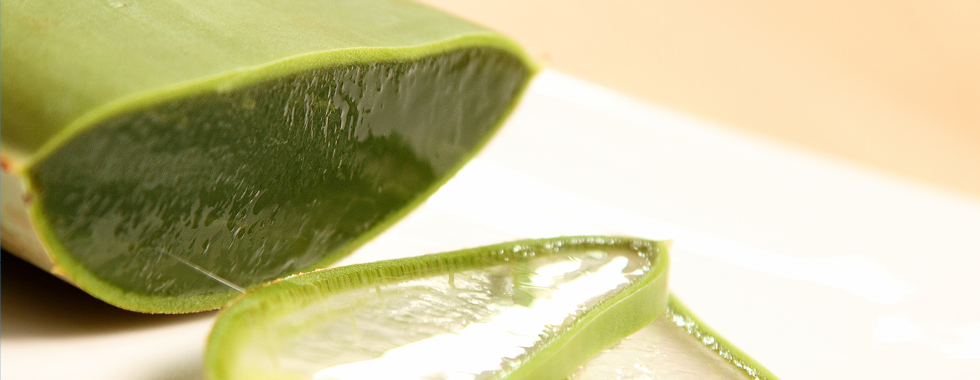 Aloe Vera Frischpflanzenblatt – ein einzigartiges Netz aus hunderten von Wirkstoffen.